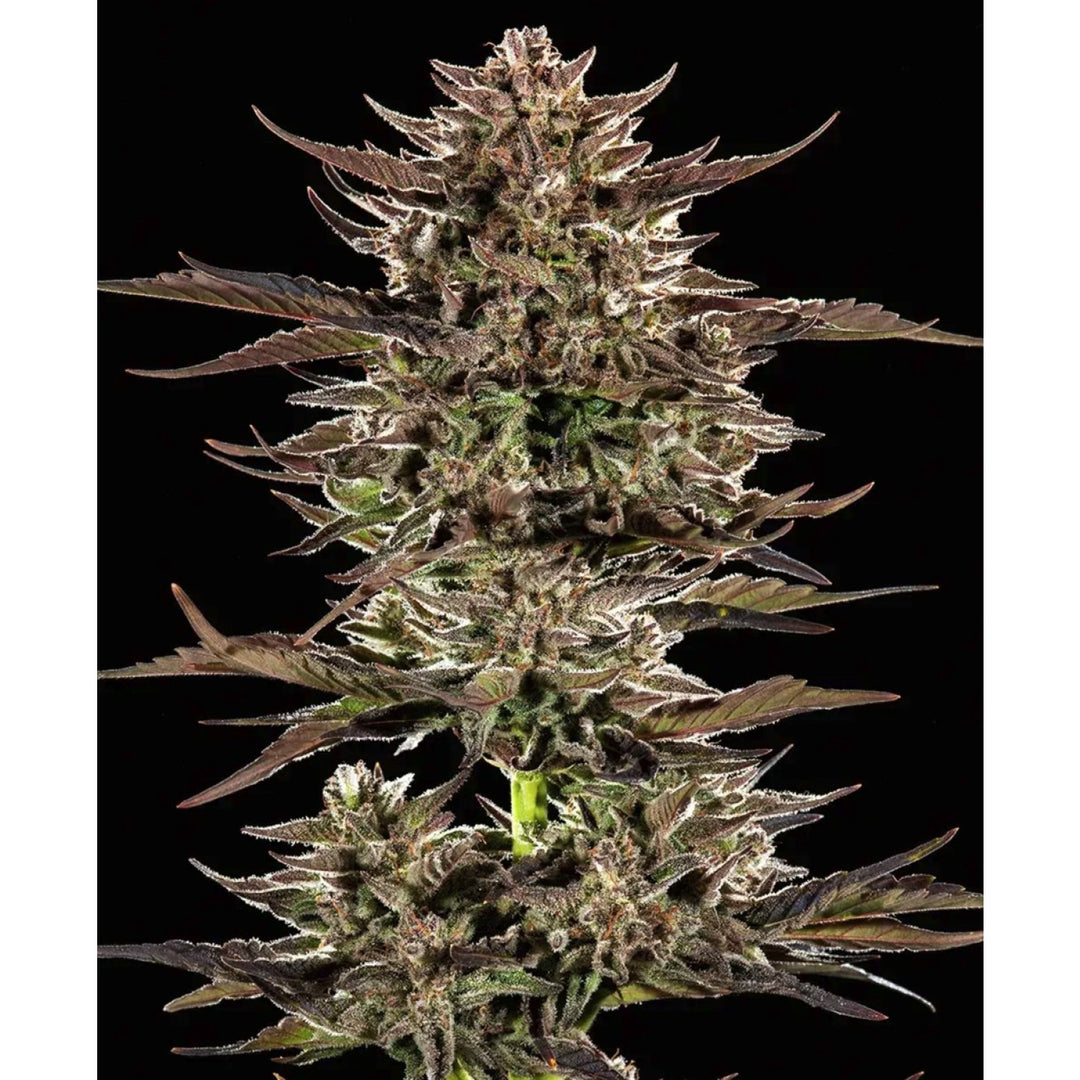 Barneys Farm Frosted Zinn x 3 Bears OG Auto Fem 3St.