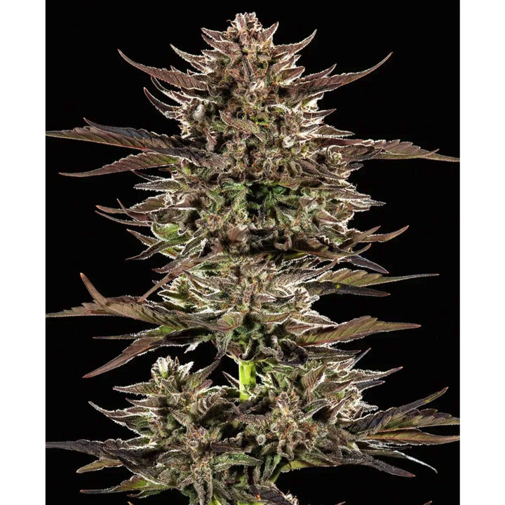 Barneys Farm Frosted Zinn x 3 Bears OG Auto Fem 3St.