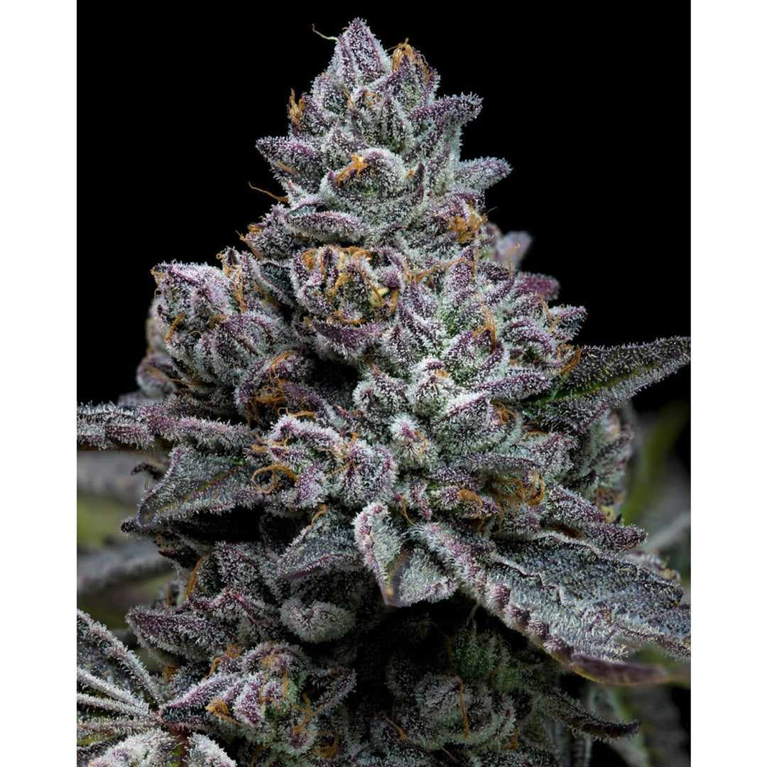 Barneys Farm Apple Fritter Fem 3St.