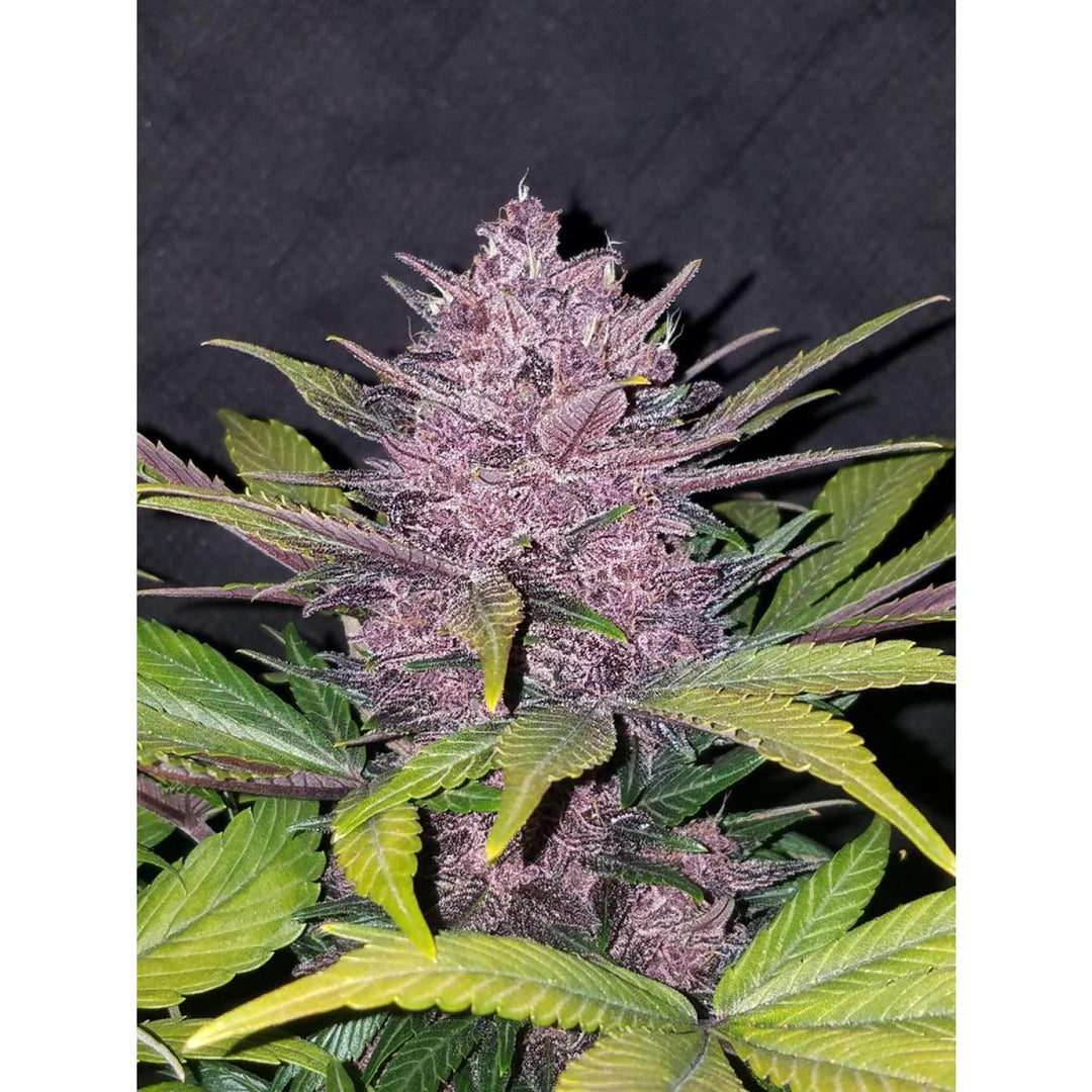 Fast Buds Blackberry Auto Fem 3St.
