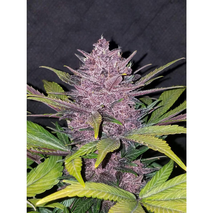 Fast Buds Blackberry Auto Fem 3St.