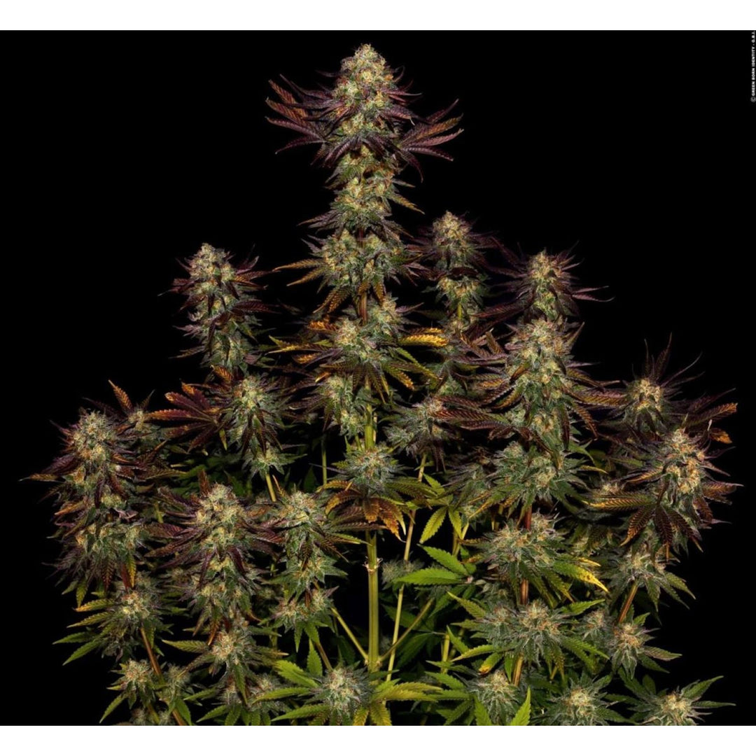 Paradise Seeds Tangerine Sorbet Fem 3St.