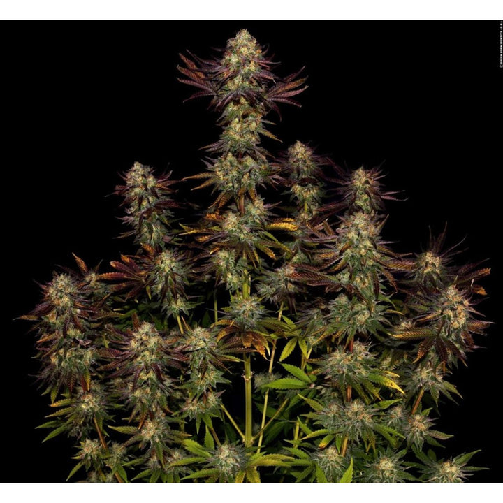Paradise Seeds Tangerine Sorbet Fem 3St.