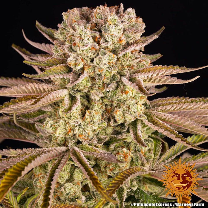Barneys Farm Pineapple Express Fem 3St.