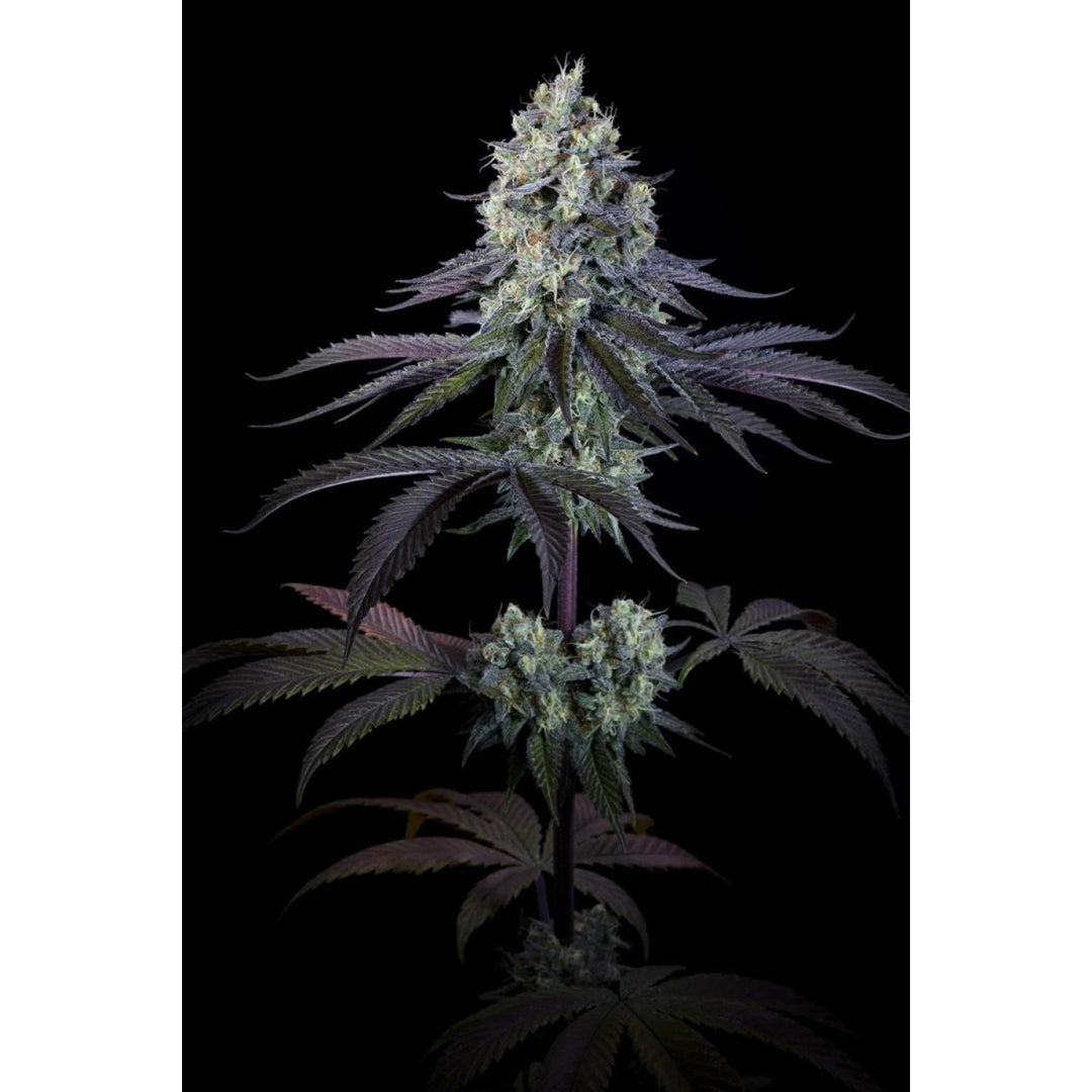 Paradise Seeds Purple Mints Fem 3St.
