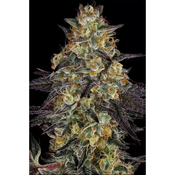 Paradise Seeds El Dorado OG Fem 3St.