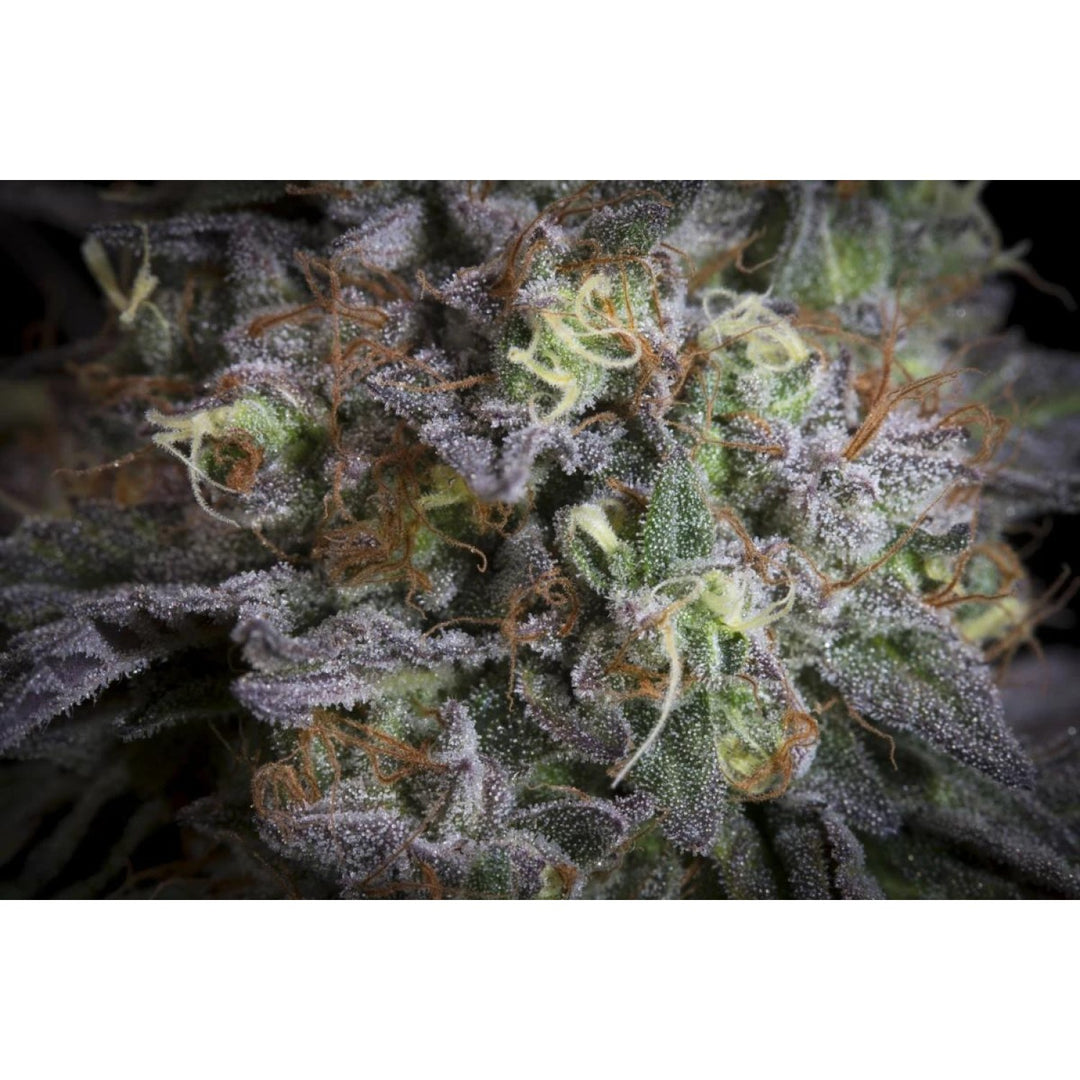 Paradise Seeds Gulupa Fem 3St.