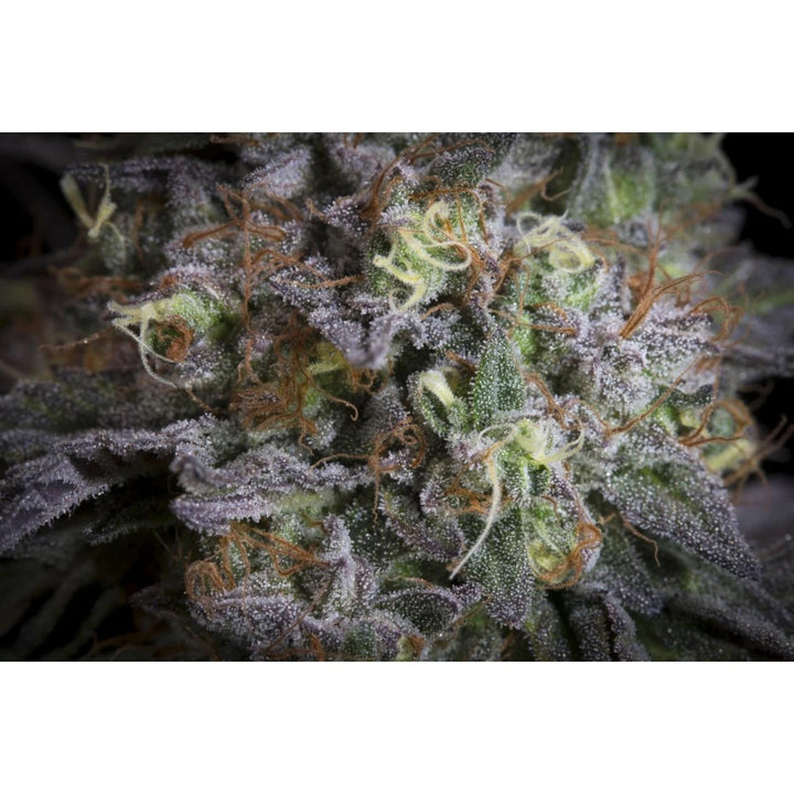 Paradise Seeds Gulupa Fem 3St.