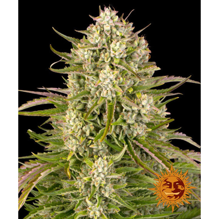 Barneys Farm Wedding Cake Auto Fem. 3St.
