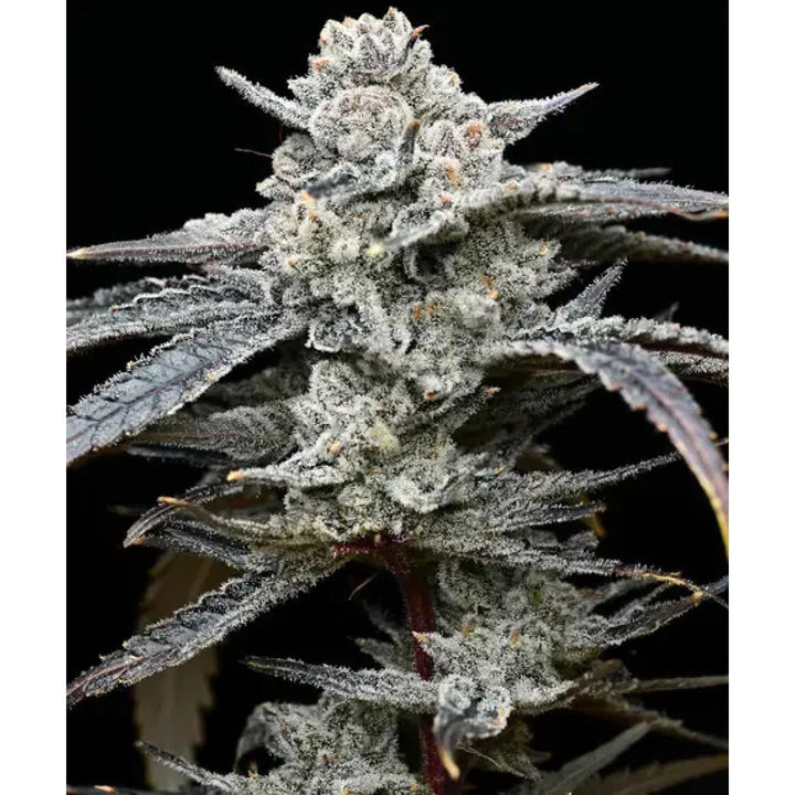 Barneys Farm Lemon Cherry Gelato Fem 3St.