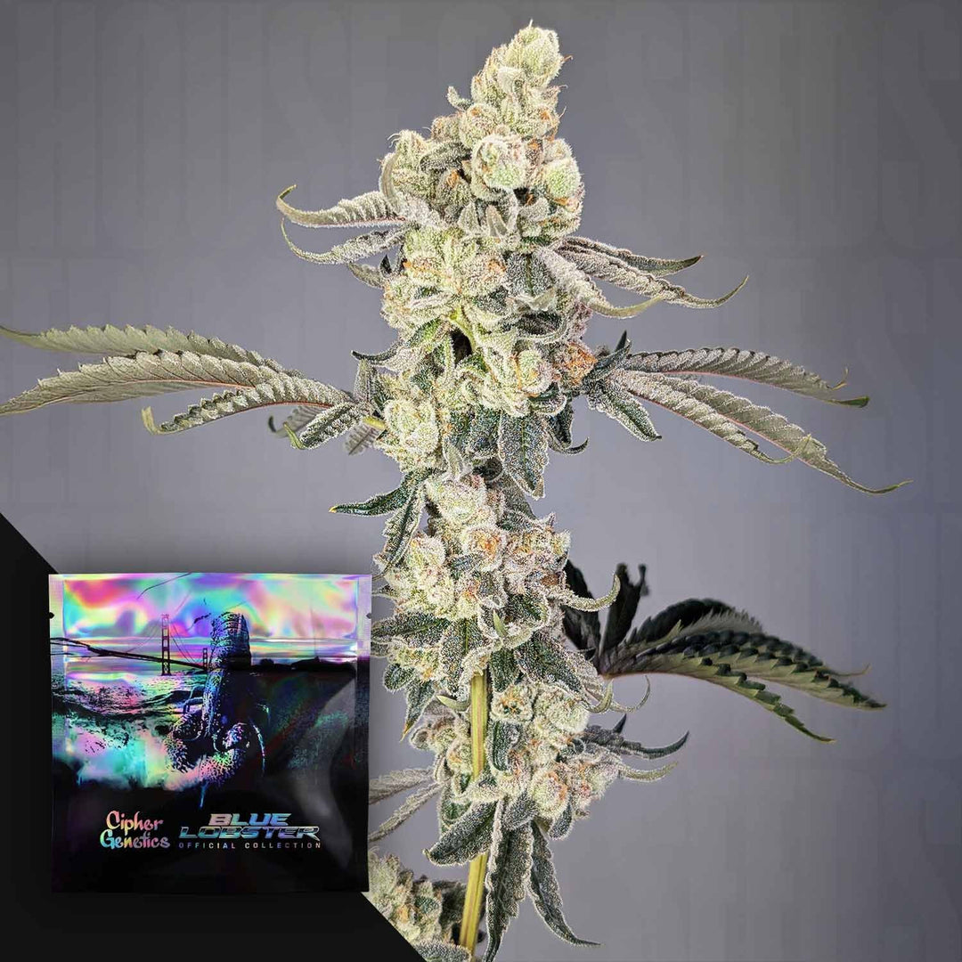 Cipher Genetics Lobzter Fem 3St.