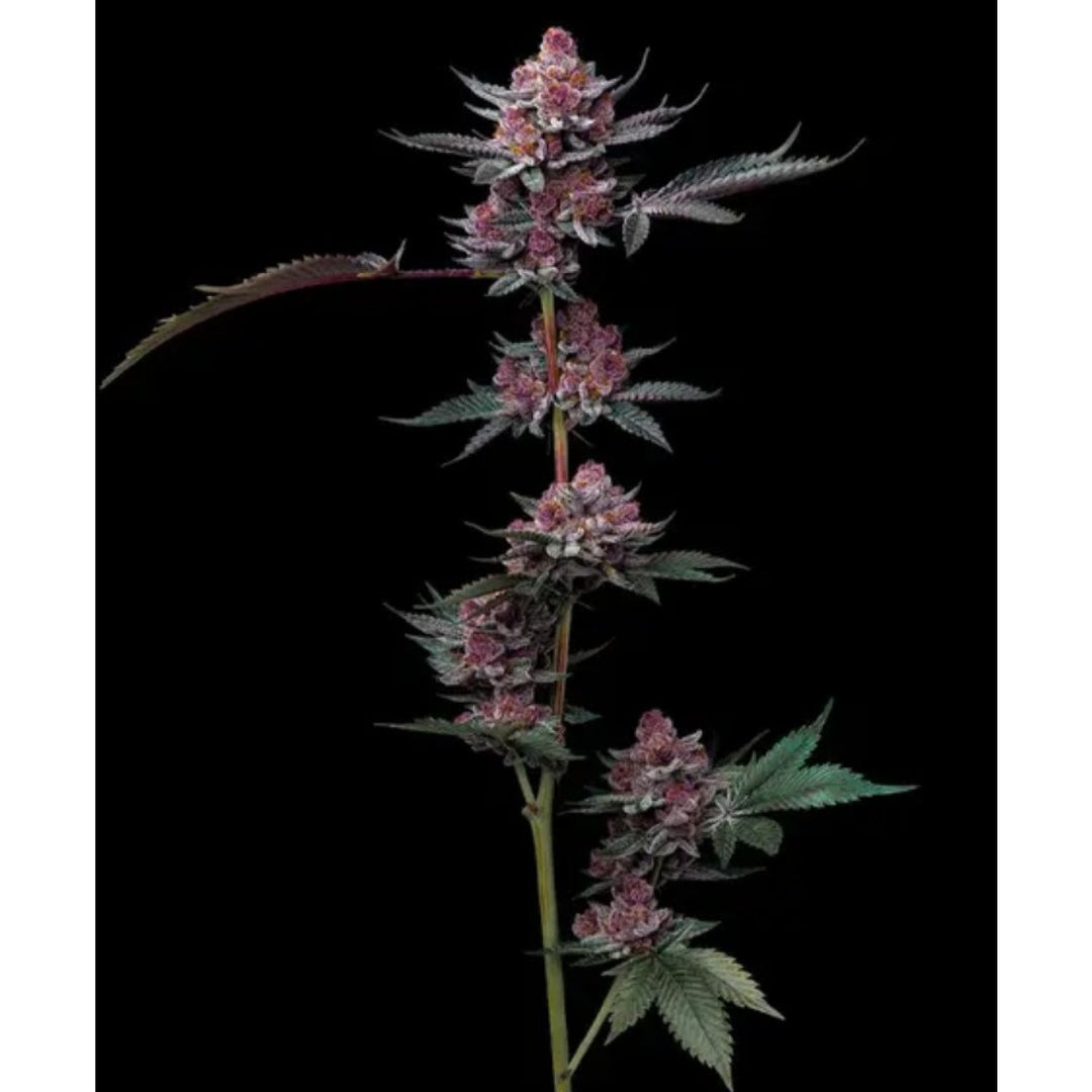 Barneys Farm Cherry Poppers Fem 3St.