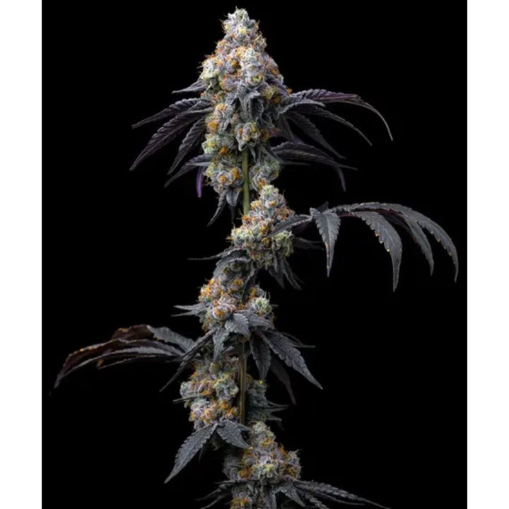 Barneys Farm Rainbow Sherbet Fem 3St.