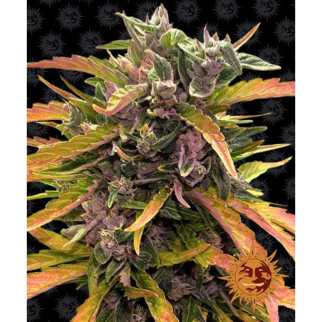 Barneys Farm Gorilla Glue Auto Fem. 3St.