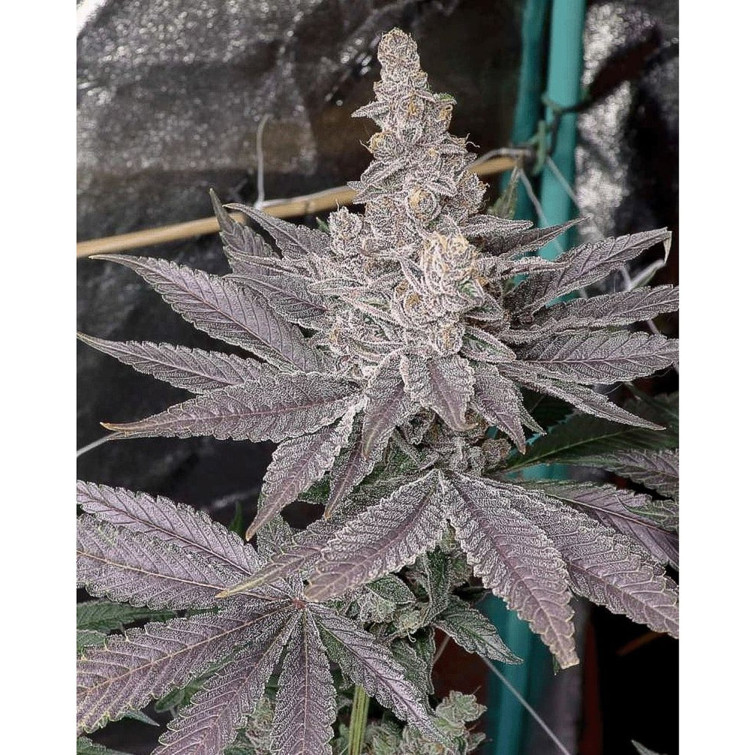 Solfire Gardens Swolfire Fem 6St.