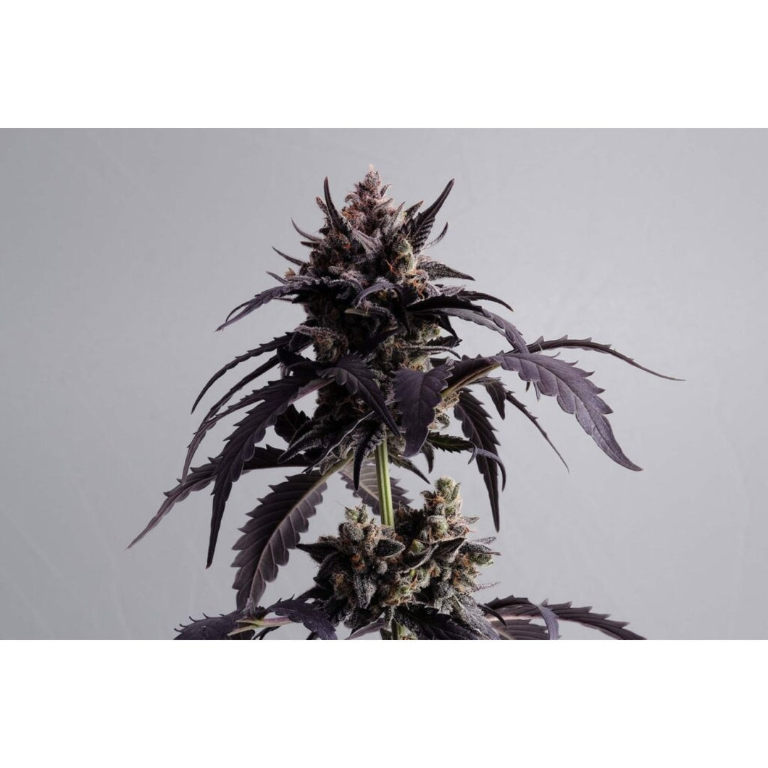 Kannabia Ginger Punsh Auto Fem. 3St.
