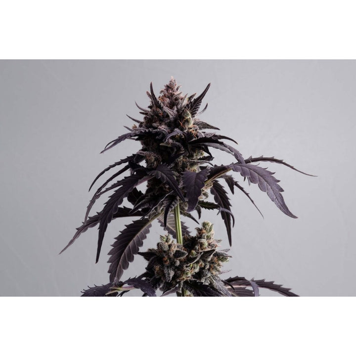 Kannabia Ginger Punsh Auto Fem. 3St.