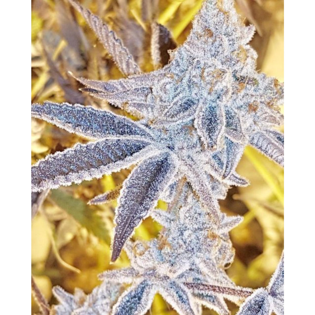 In House Genetics Platinum DOSI Fem 3St.