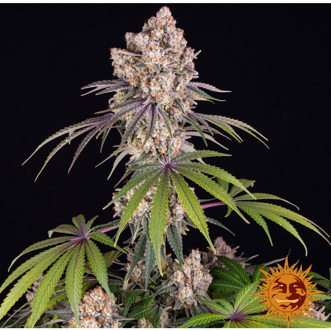 Barneys Farm Ice Cream Cake Fem 3St.