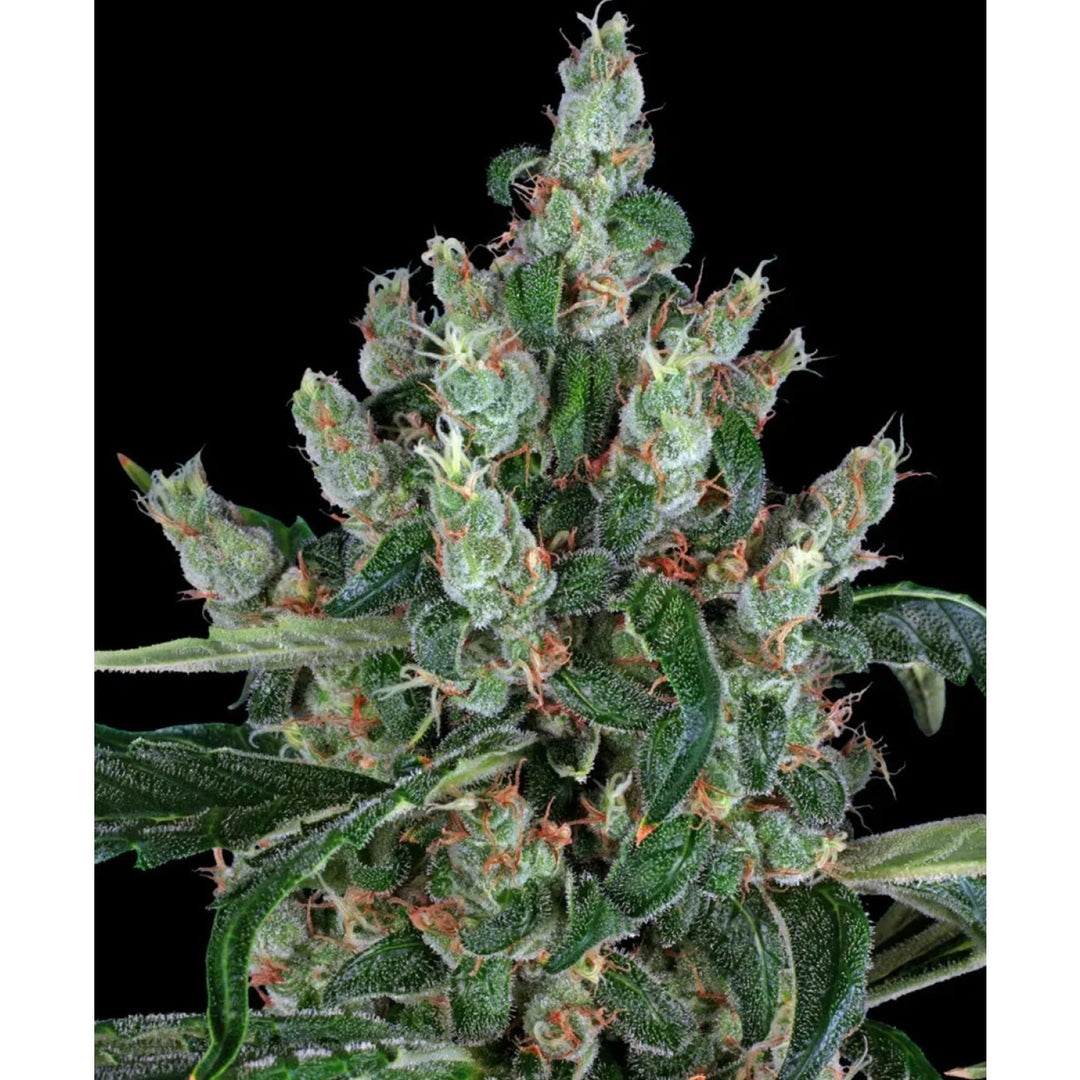 Barneys Farm Laughing Buddha Fem 3St.