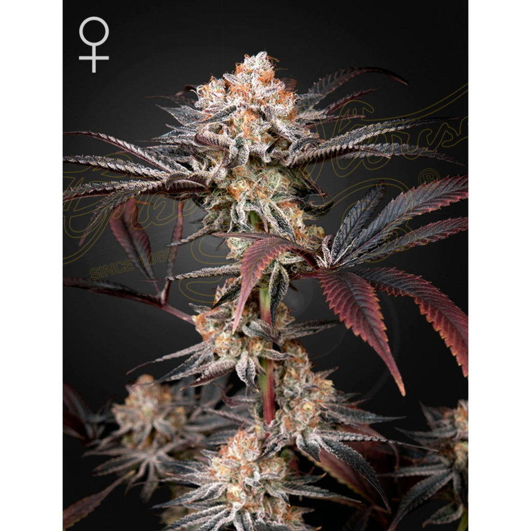 Green House Seed Co. Wonder Pie Fem 3St.