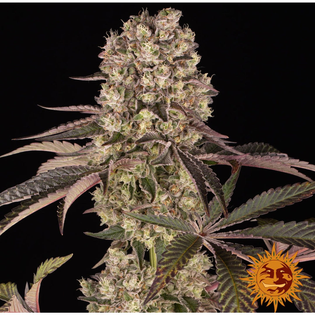 Barneys Farm Runtz Muffin Fem 3St.