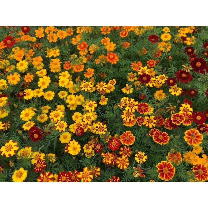 Buntblühende Tagetes Nova