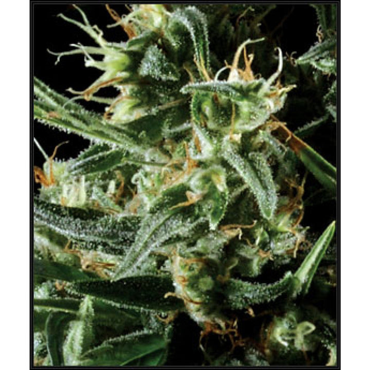 Green House Seed Co. Hawaiian Snow Fem. 3St.