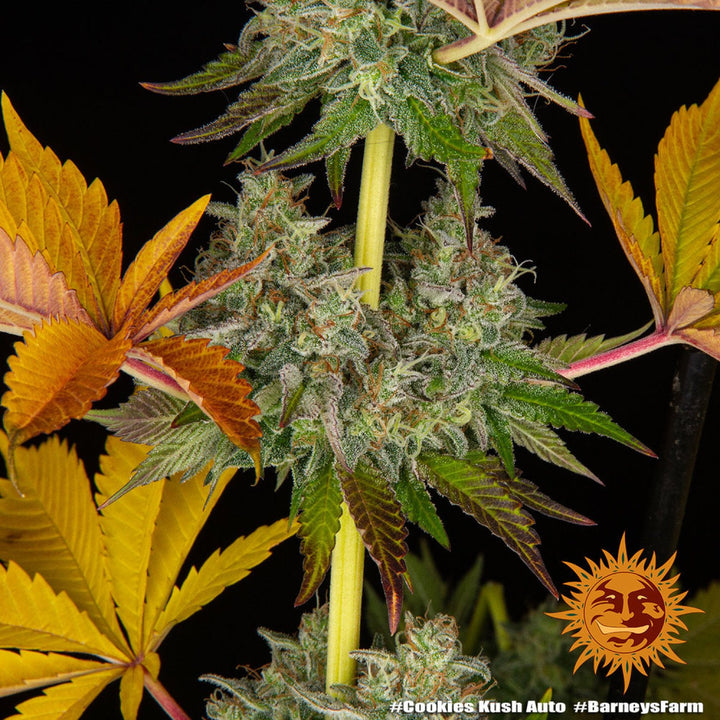 Barneys Farm Cookies Kush Auto Fem 3St.