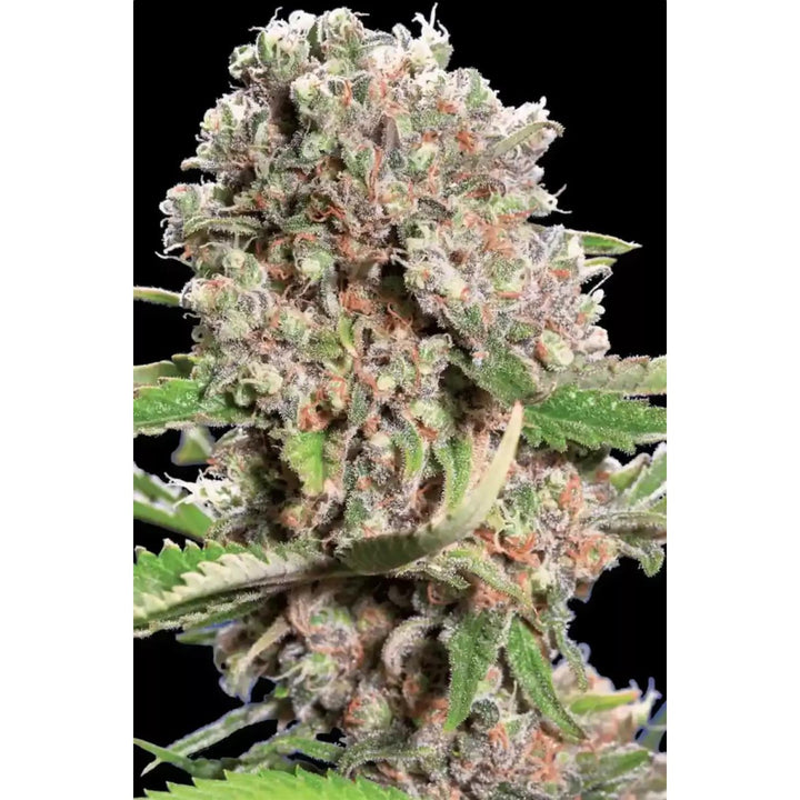 Paradise Seeds Mendocino Skunk Fem 3St.