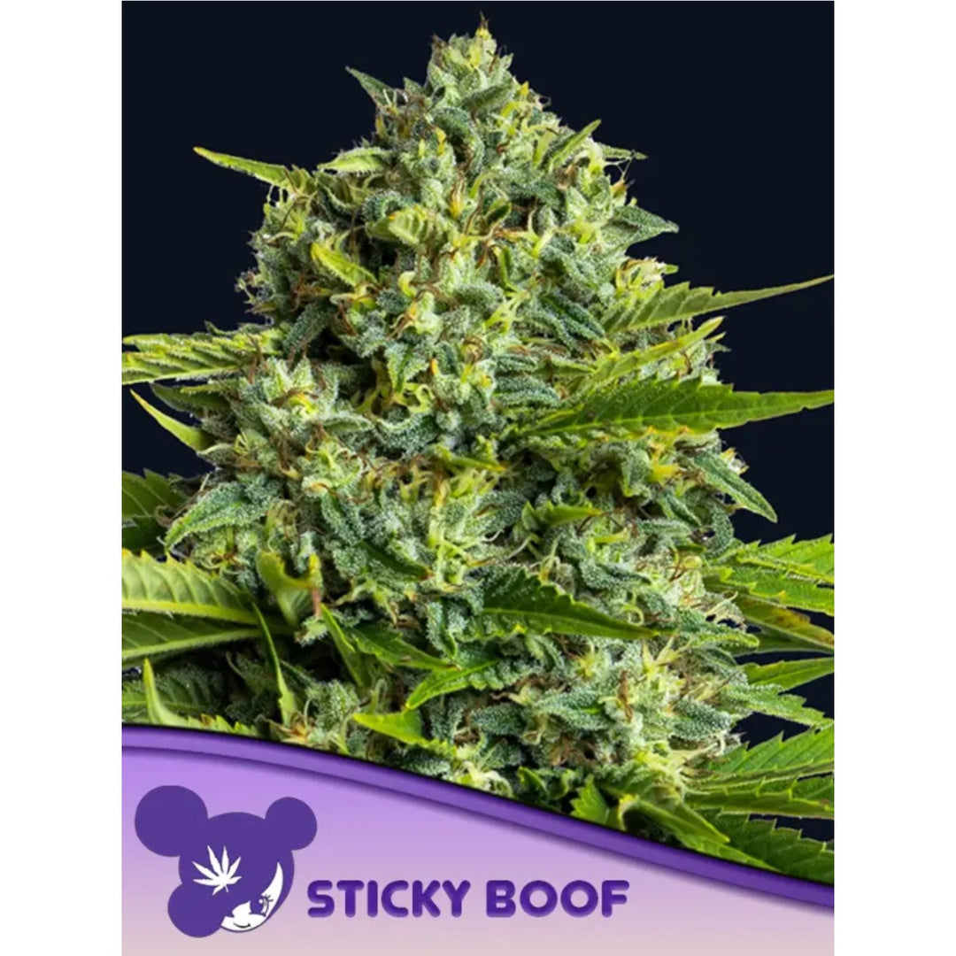 Anesia Sticky Boof Fem 3St.