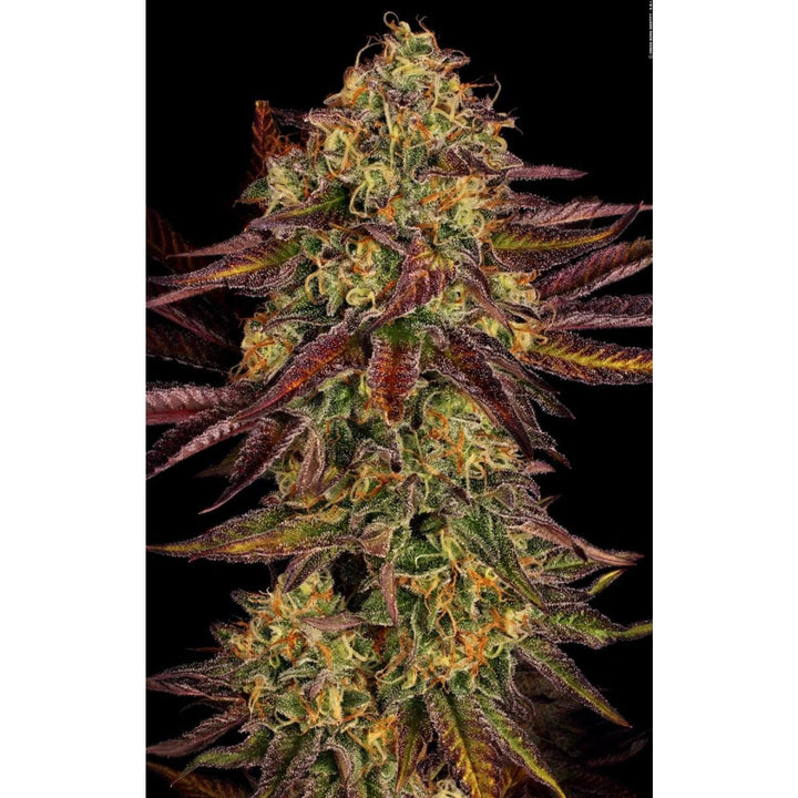 Paradise Seeds Tangerine Sorbet Fem 3St.