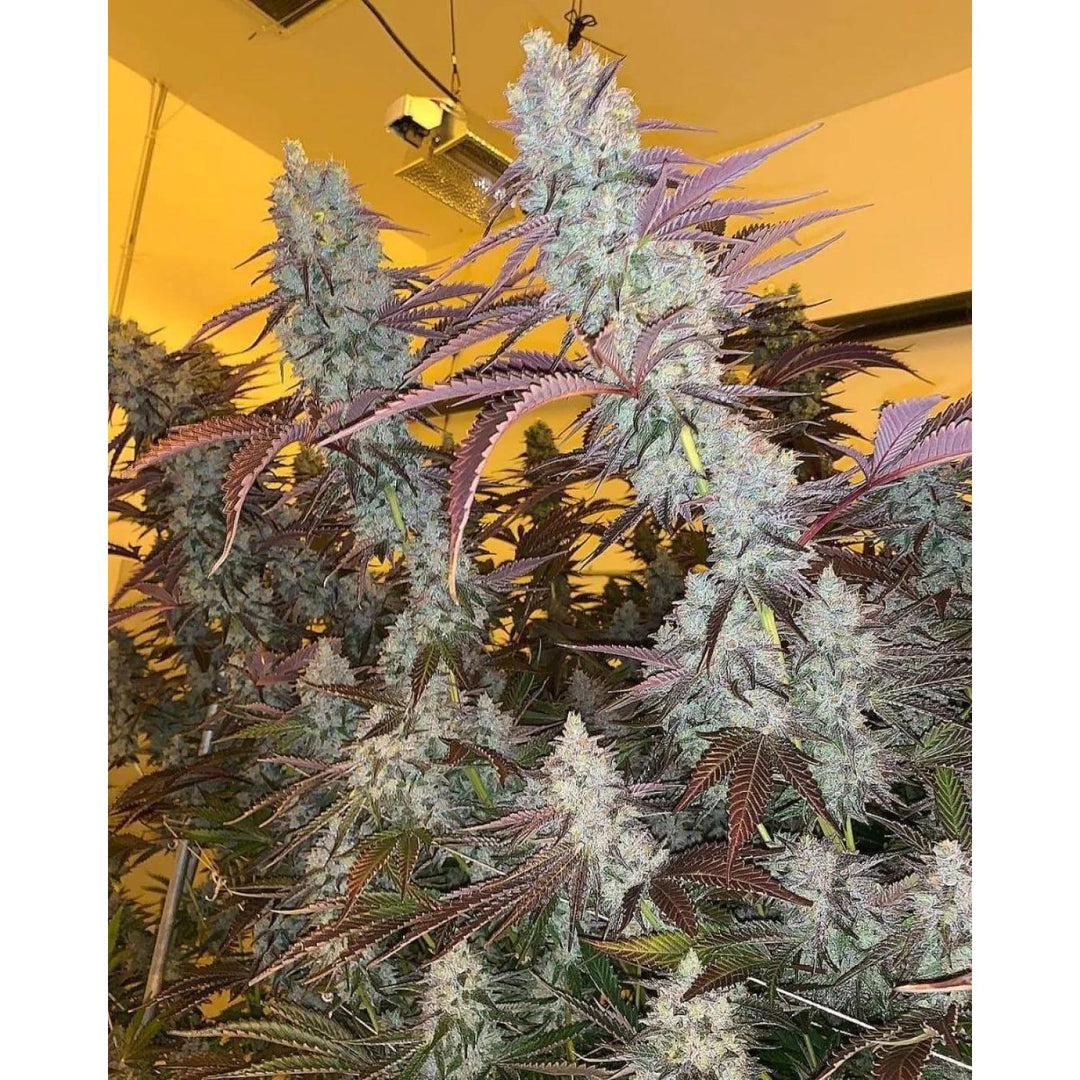 Growers Choice King Louis Garcia Fem 3St.