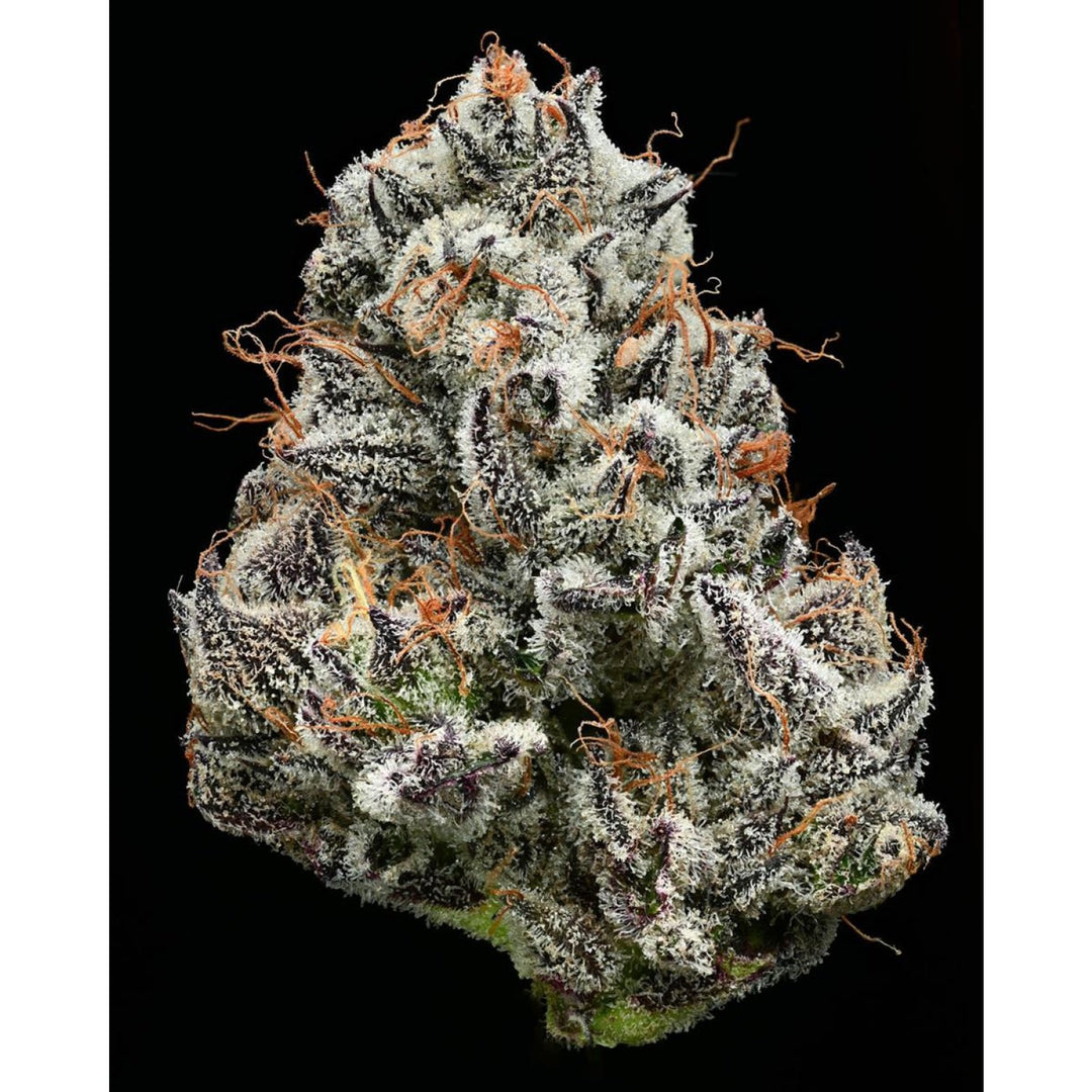 Barneys Farm Black Cherry Gushers Fem 3St.