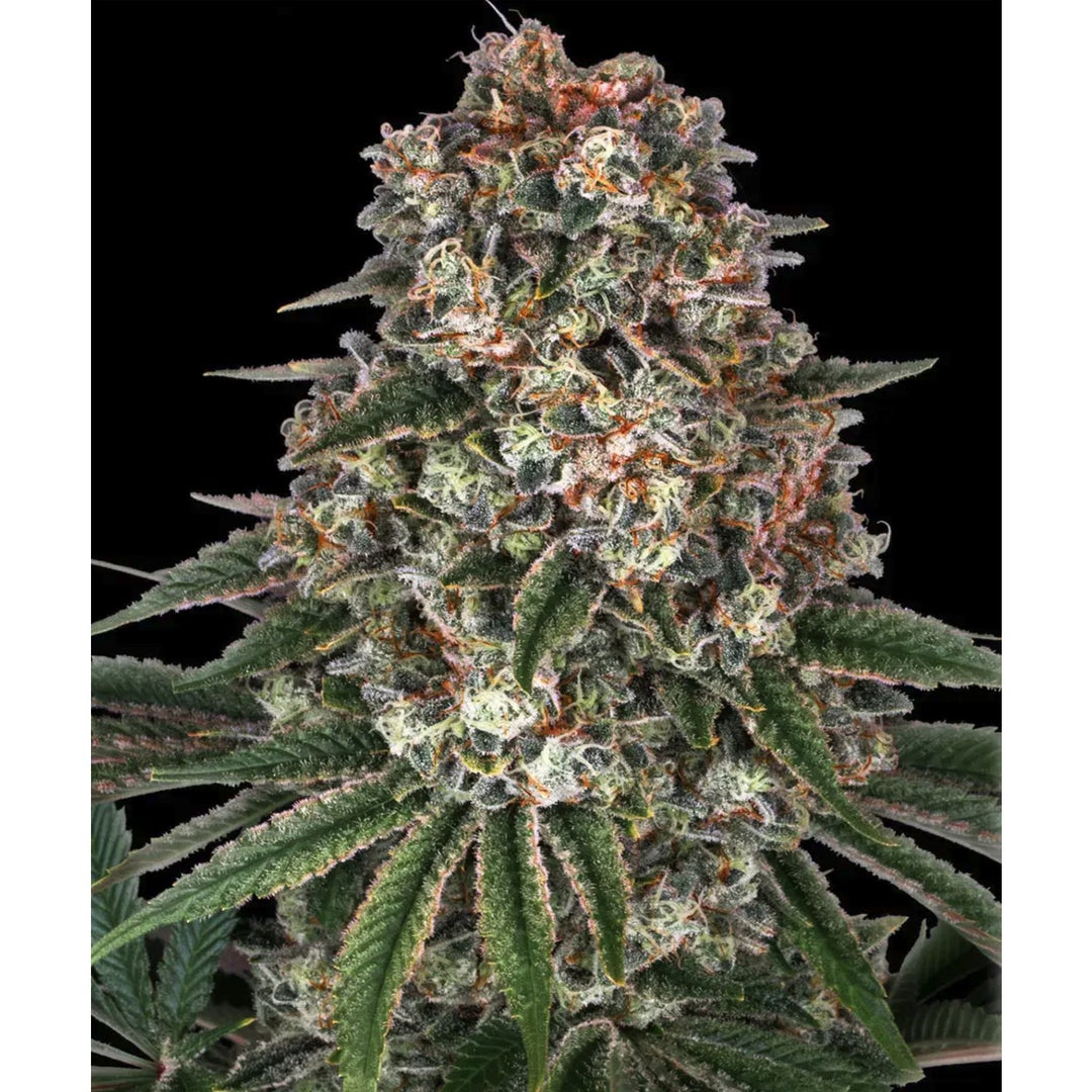 Barneys Farm Tropicanna Banana Fem 3St.
