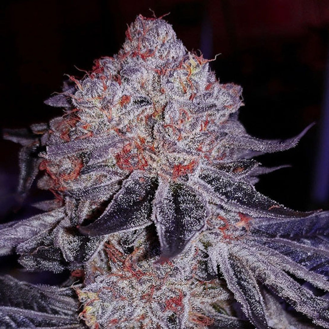Ethos Cherry Gar-See-Ya R1 Fem 5St.
