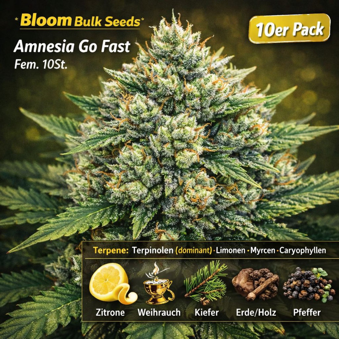 Bloom Bulk Seeds Amnesia Go Fast Fem 10St.