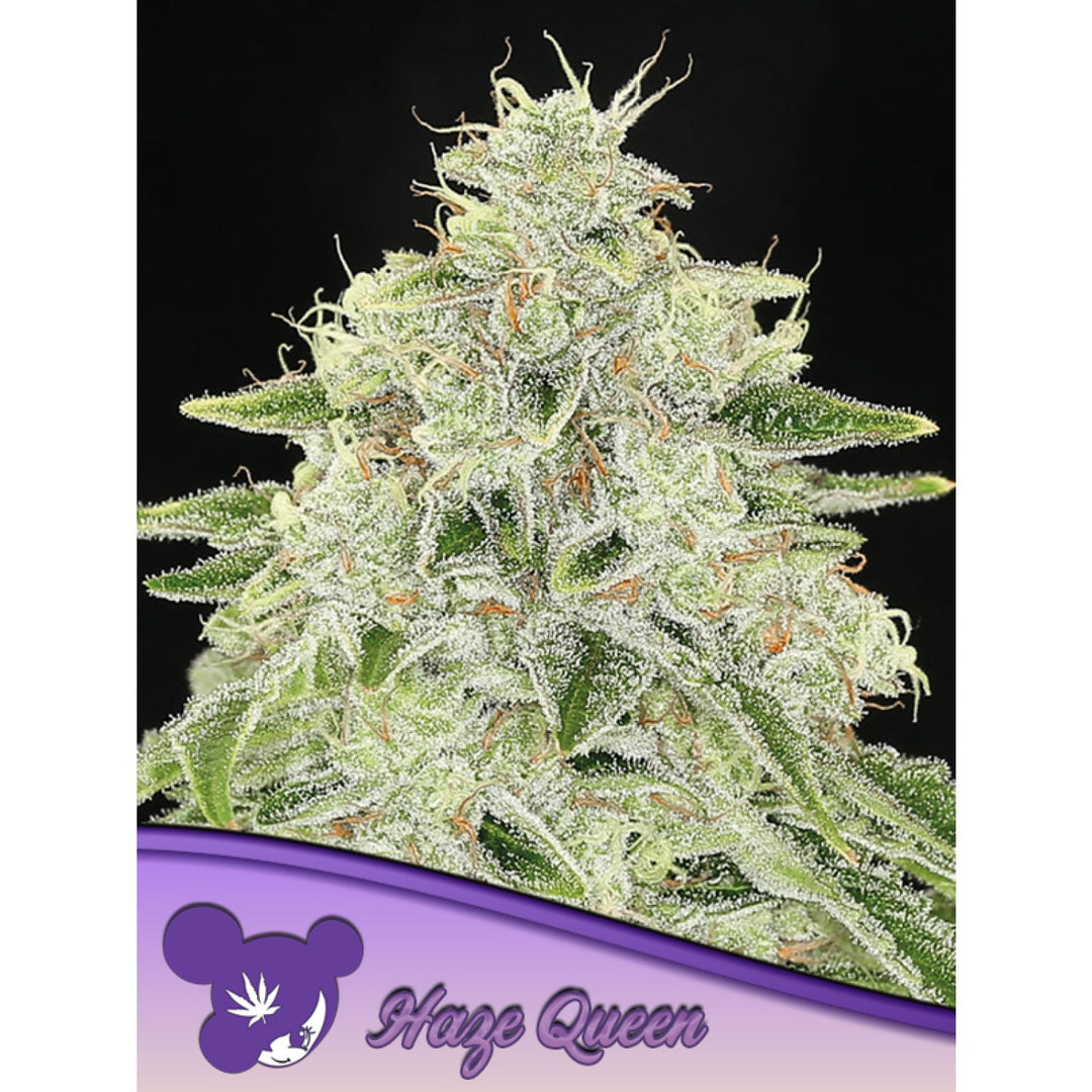 Anesia Haze Queen Fem 3St.