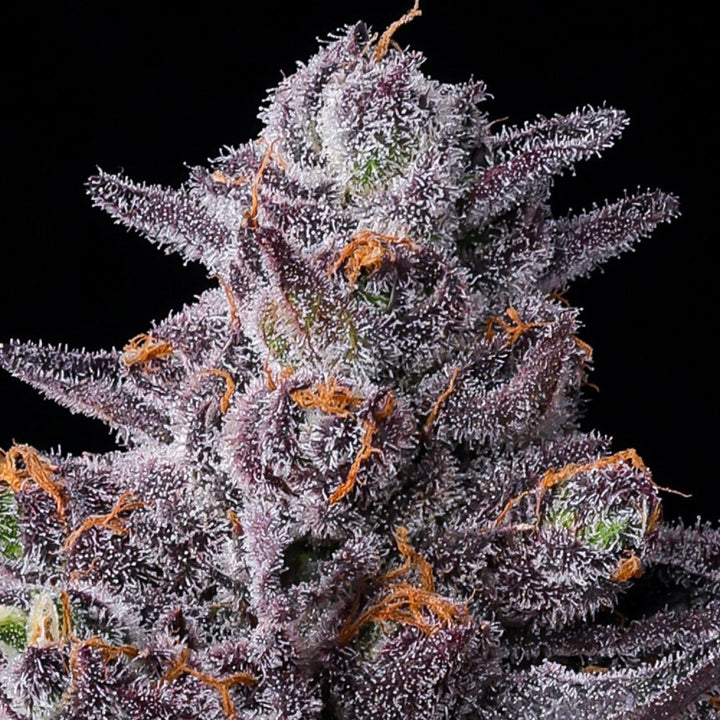Barneys Farm Zillions Fem 3St.