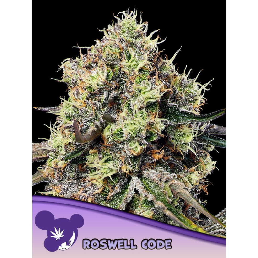 Anesia Roswell Code Fem 3St.