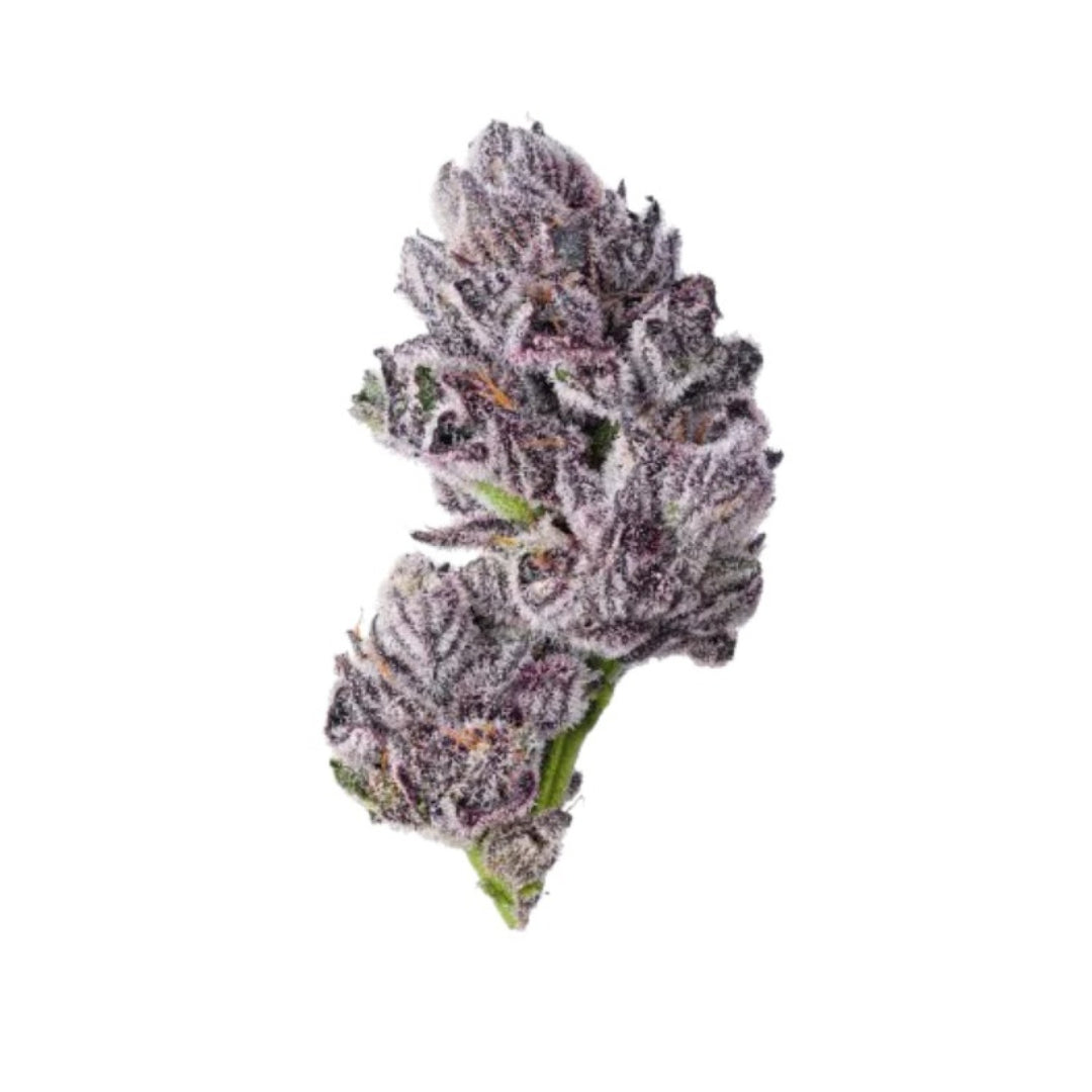 Growers Choice Iced Sangria Triploid Fem 3St.