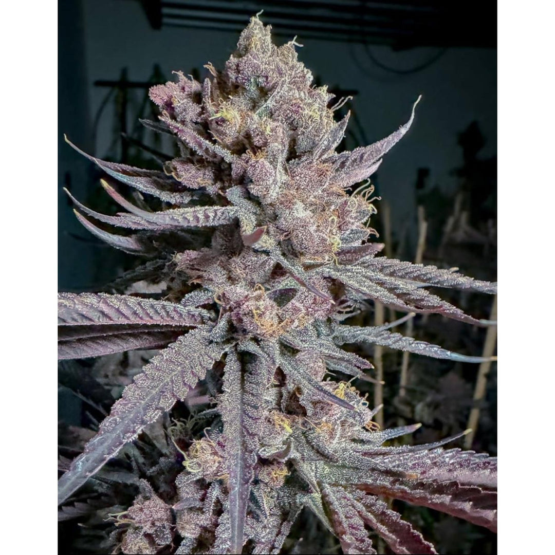 Solfire Gardens Ripe Fem 6St.