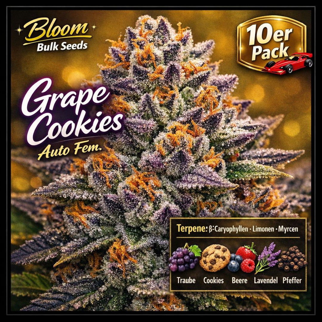 Bloom Bulk Seeds Grape Cookies Auto Fem 10St.
