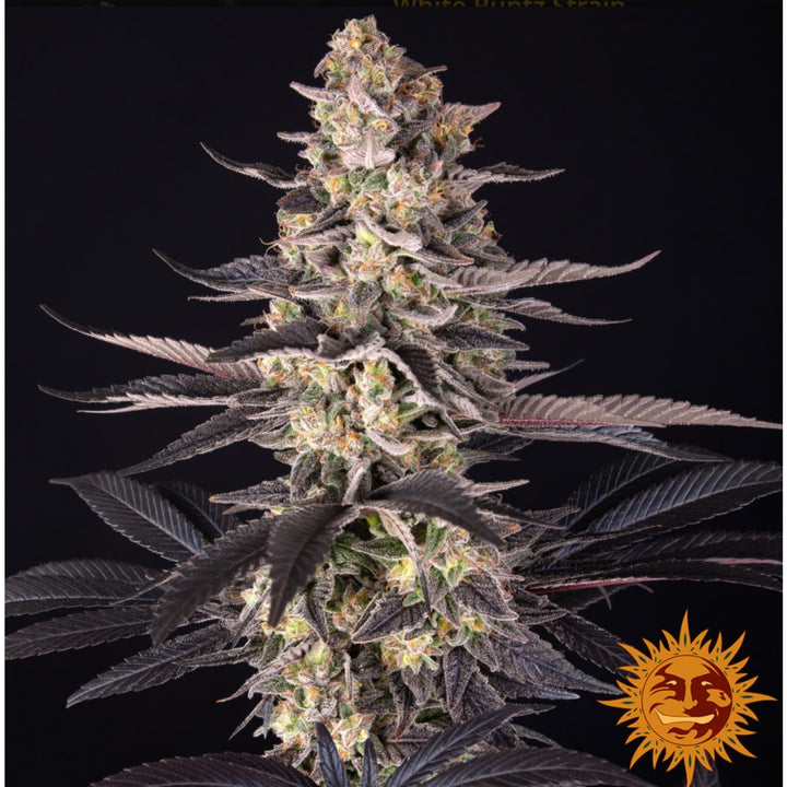 Barneys Farm White Runtz Fem 3St.