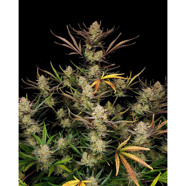 Fast Buds Apple Strudel Auto Fem 3St.