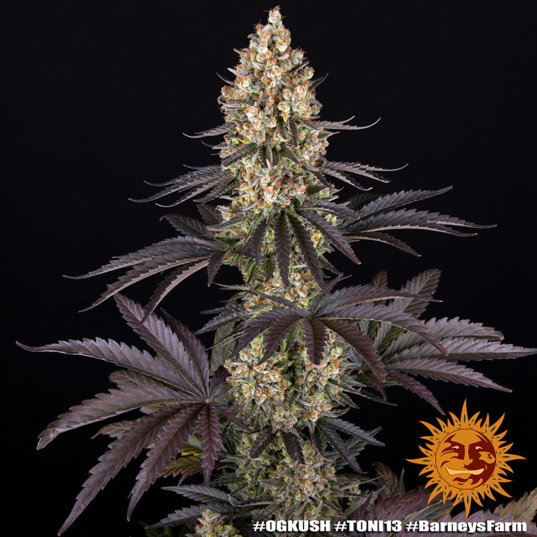 Barneys Farm OG Kush Fem 3St.