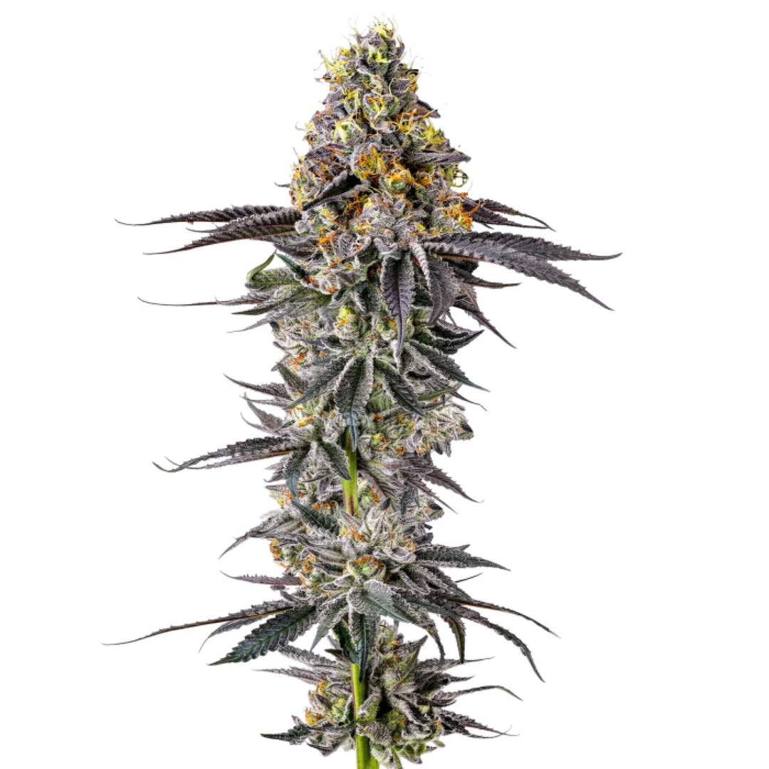 Growers Choice Lobster Butter Auto Fem 3St.