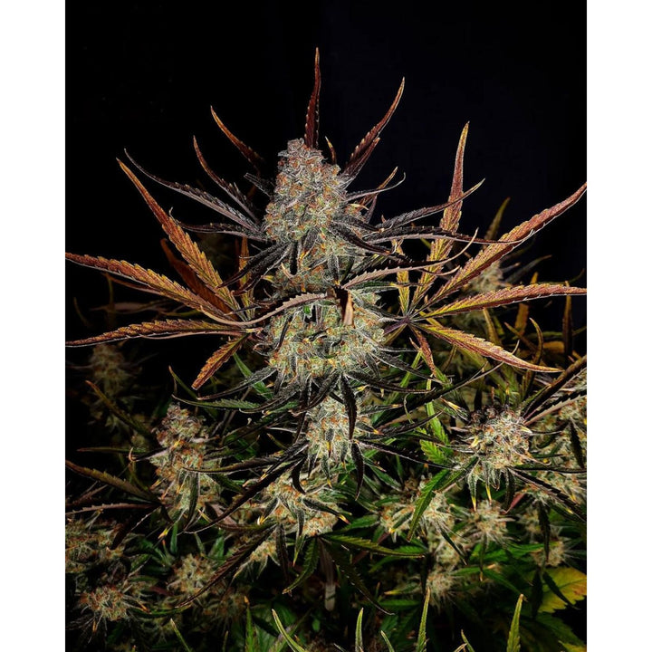 Fast Buds Apple Strudel Auto Fem 3St.