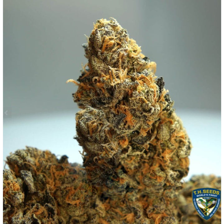 T.H. Seeds French Cookies Fem 6St.