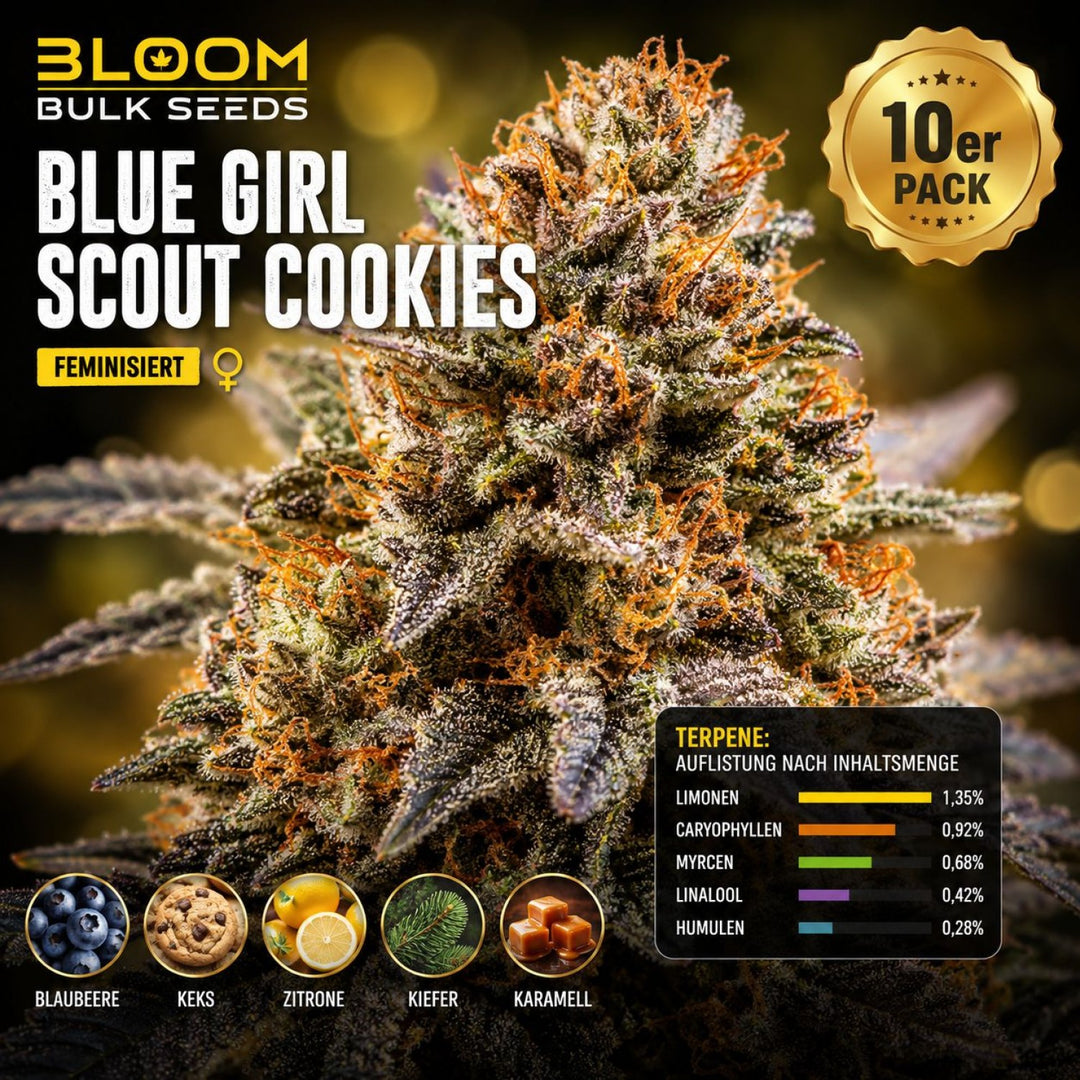 Bloom Bulk Seeds Blue Girl Scout Cookies Fem 10St.